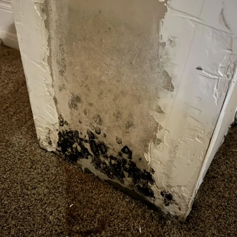 Professional Mold Removal in Paden City, WV